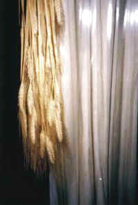 congelado_espigas1.jpg (7084 bytes)